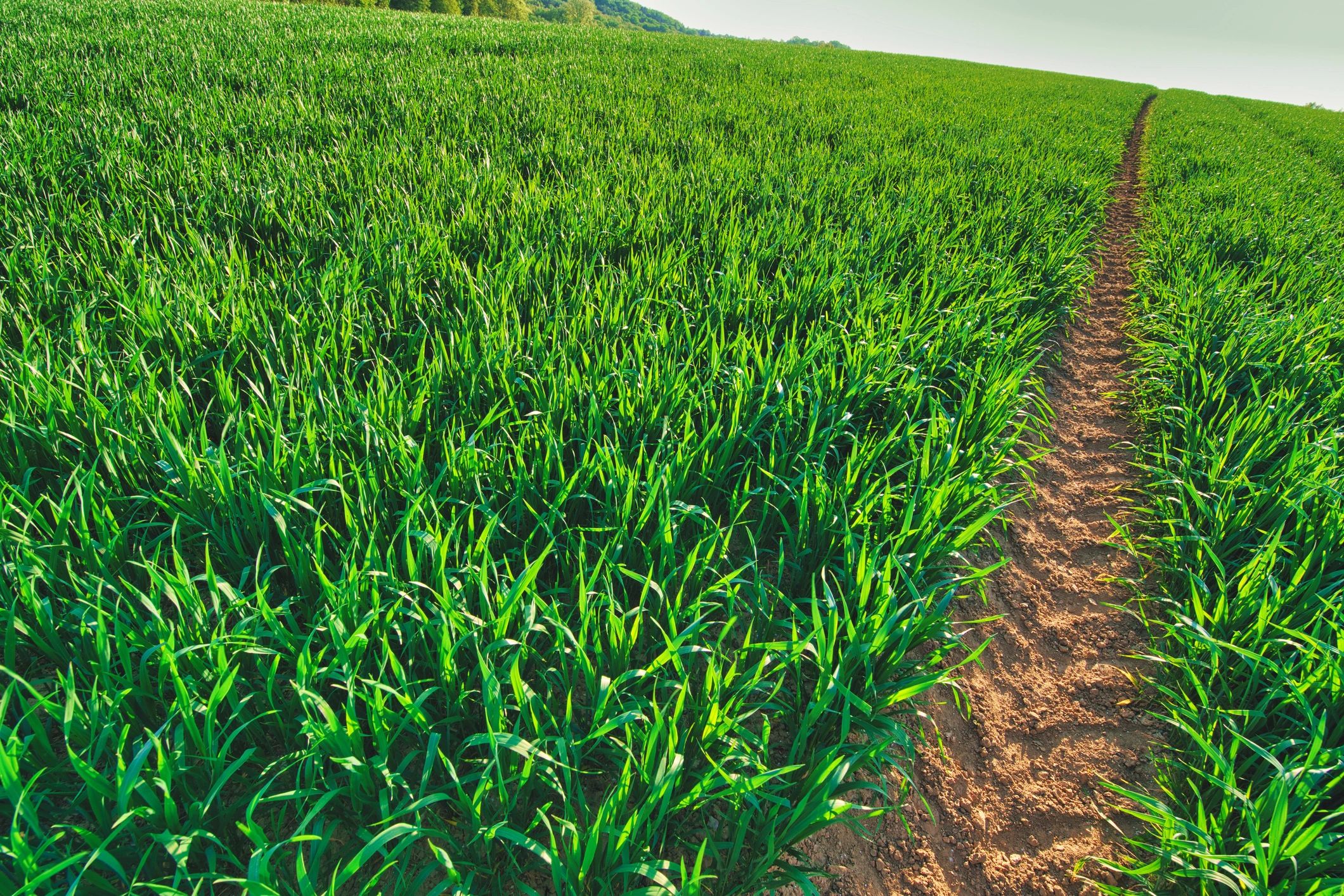 Agricultural field representing sustainable feedstock sourcing