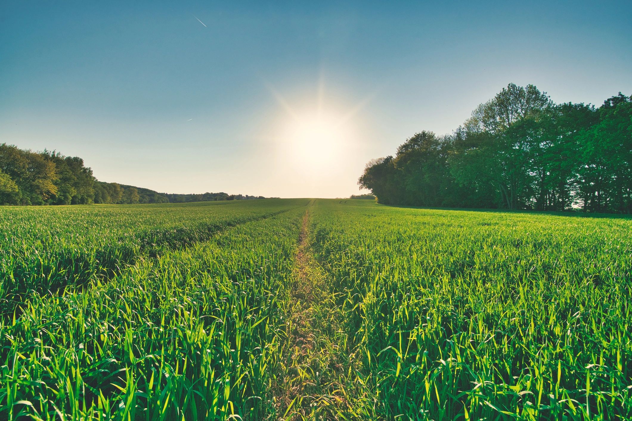 Agricultural field and crop growth representing organic manure and soil-support applications