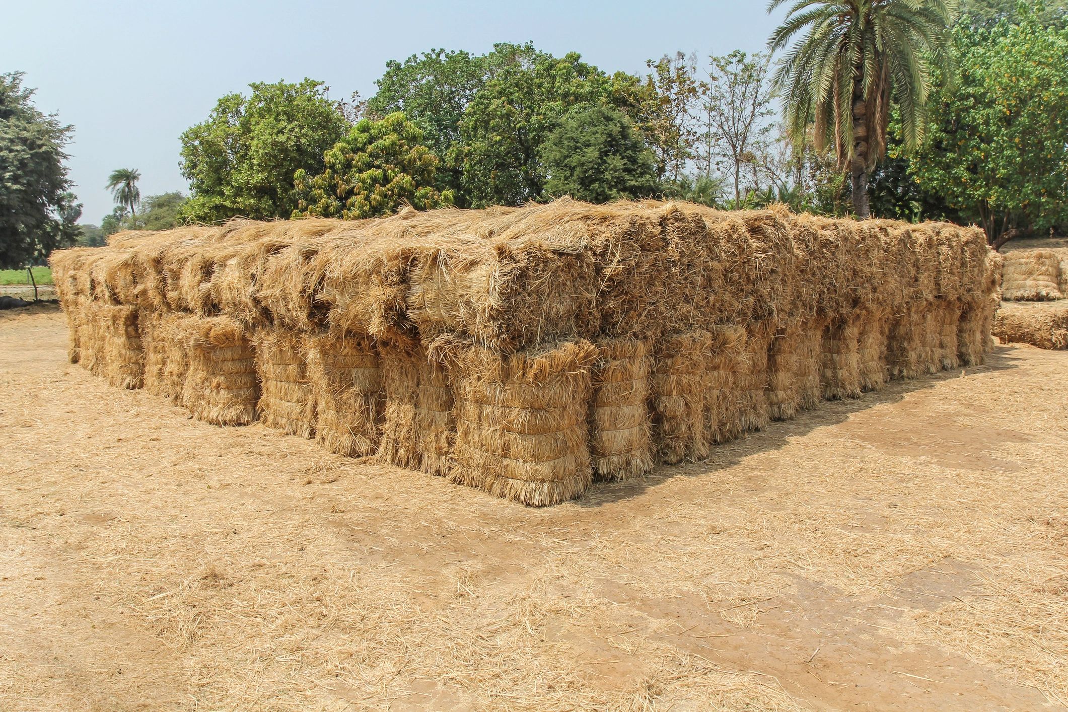 Biomass bales prepared for processing